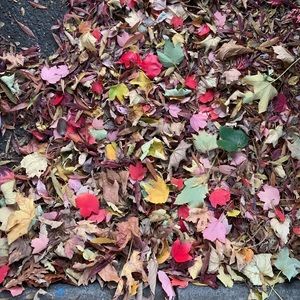 Meet your Posher, Carly